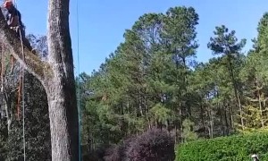 Precision Tree Felling and Removal in One