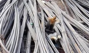 Dog Rescued from Underneath Pile of Steel