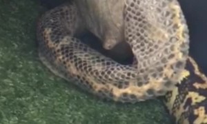 Have You Ever Seen a Python Shed Its Skin?