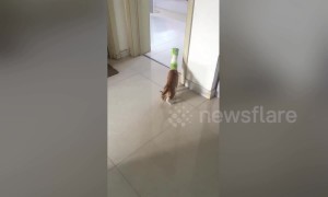 Cat trying to steal chips gets head stuck in can