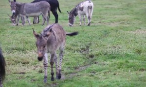 Britain's second ever 'zonkey' born on Somerset farm
