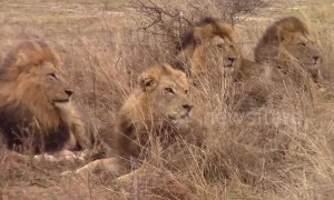 Rare sighting of five male lions spotted together in Kruger National Park