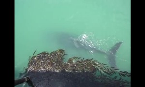 Humpback whale surprises visitors at San Simeon pier