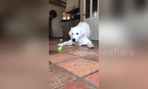 This golden retriever is baffled and scared by a tiny wind-up toy