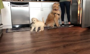 When It's Time for a Walk but the Fridge Is Open