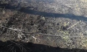 Hole-Borer Has a Mind of Its Own