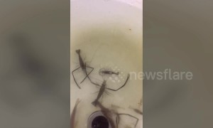 Male shrimp shoos other fish away from his pregnant partner