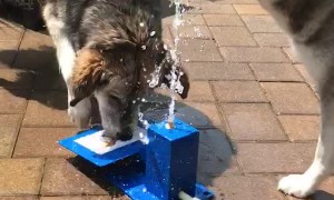 Dogs Use Teamwork For Drink of Water