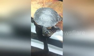 Turtle reigns supreme in staring contest with camera