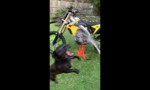 This cute pup won't let its owner wash his bike
