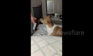 Dog has hilarious reaction to smelling cough syrup