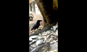 Greedy crow demands bigger treat from fish vendor