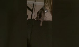 Adorable Kitten Tries to Understand Treadmill