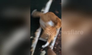 Roly-poly: Overweight cat takes a funny tumble down the stairs