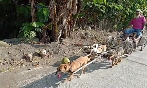 Pensioner has his dogs pull him around in bamboo sleigh after walking becomes too hard