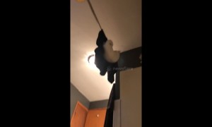 This cat tried and failed to be a parkour master