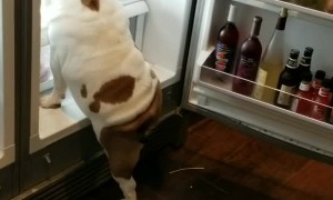 Bulldog searches and climbs into fridge every time its opened