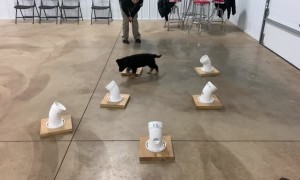 K9 Puppy in Training