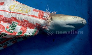 Baby shark found dead on tourism-ravaged beach from Leonardo DiCaprio film