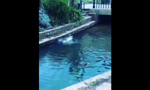 French Bulldog immediately regrets jumping into pond to chase ducks