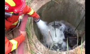 Firefighters pour water into well to rescue buffalo