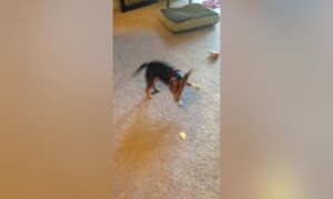 Dog Faces off with Potato Chip