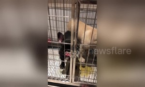 Smart French bulldog uses tongue to open cage door