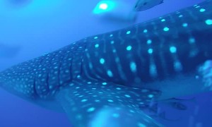 Diver Has Close Encounter with Massive Whale Shark