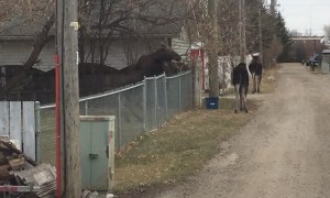 Moose Hop Over Chainlink Fence