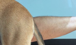 Fart Spray Makes for a Stinky Drive