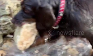 Dog definitely fetches wrong rock