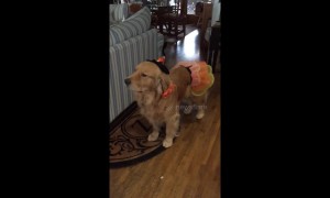 Unimpressed dog in costume gives owner silent treatment