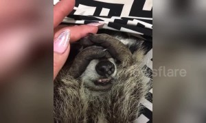 Adorable raccoon really doesn't want to wake up