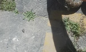 Shingleback Lizard Rescued from Soakwell