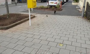 Rat Shows Cat Who's Boss