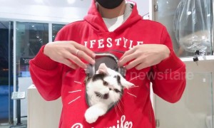 A hoodie designed for pet lovers and lazy cats