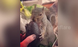 Meet the pampered pet squirrel who watches TV, wears face masks and loves avocados