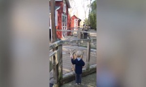 Toddler Startled by Funny Goat