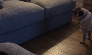 Pet Pugs Do Not Approve of Pug Pillow