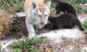 Two Otters and a Baby Tiger