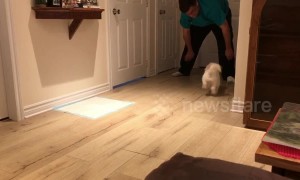 Maltese mix loves sliding on the floor
