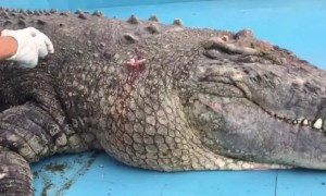 Crocodile left bleeding after tourists throw rocks to check if it is real