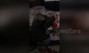 Shar Pei puppy has jawdrop reaction to movie scene he saw on TV