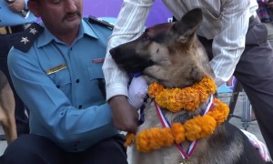 Nepal honours police canines in 'day of the dogs' festival