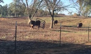 Cow Without a Care Stuck in Hay Ring