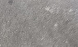 Backpack Wearing Poodle Takes a Stroll