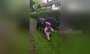 Three-year-old takes pony for a walk