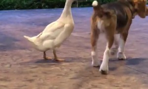 Dog and Duck are Best of Friends