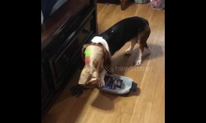 Basset hound caught with head in fast food bag