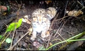 Cute moment tiny leopard cub tries - and fails - to let out a mighty roar